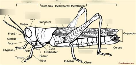 Grasshopper Anatomy Diagram | Quizlet