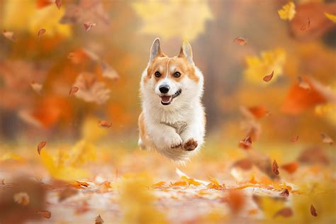 fall, leaves, jumping, dog, animals, mammals | 1920x1280 Wallpaper - wallhaven.cc