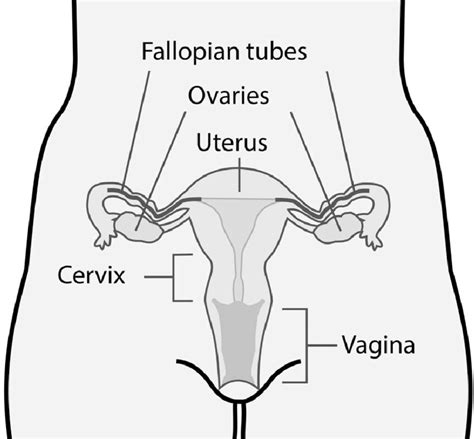 Female Reproductive System Not Labeled