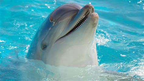 🔥 [100+] Free Live Dolphin Wallpapers | WallpaperSafari