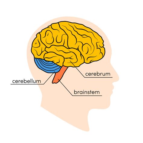 Cerebrum vs. Cerebellum: What Is the Difference? | Mindvalley Blog