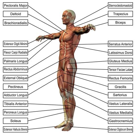 Male muscular system | Ginnastica