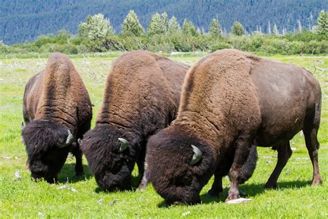 Wood Bison Return to the Alaskan Wilderness | Sierra Club