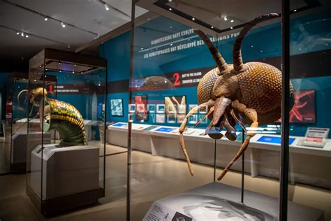 Sneak Peak: What New Exhibitions are Coming to Auckland Museum | Auckland for Kids