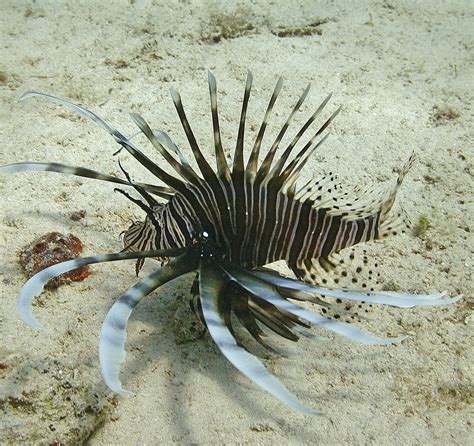 Volitan Lionfish - KP Aquatics