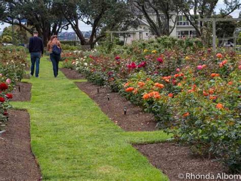 Parnell Rose Gardens: We Love Auckland's Floral Masterpiece