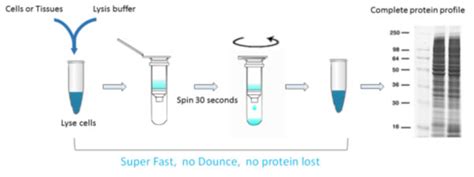 Cell Lysis Buffer For Protein Extraction Recipe | Dandk Organizer