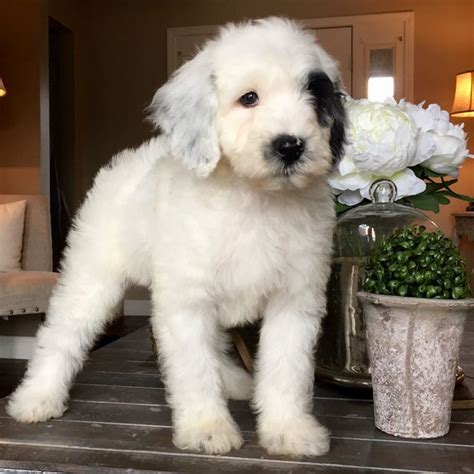 Pin by Junejune Poonpiriya on Puppy Love | Sheepadoodle puppy, Puppies ...