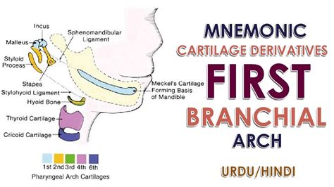 Mnemonic Cartilage Derivates of First Branchial Arch | Urdu/Hindi - YouTube