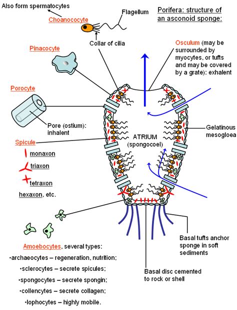 Sponge Diagram Biology at Carmen Highsmith blog