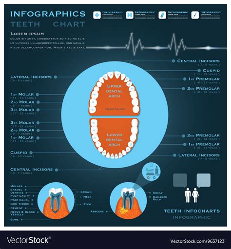 Teeth Infographic Infocharts Health And Medical Vector Image