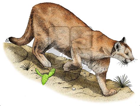 Mountain Lion Drawing at GetDrawings | Free download