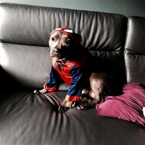 Tom Hollands dog Tessa dressed as spidey is the most precious thing and you can't convince me ...