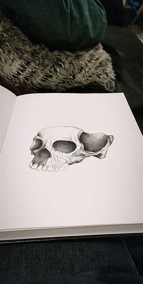 Process on my skull. Shading done in only lines, as a challenge to myself. : r/drawing