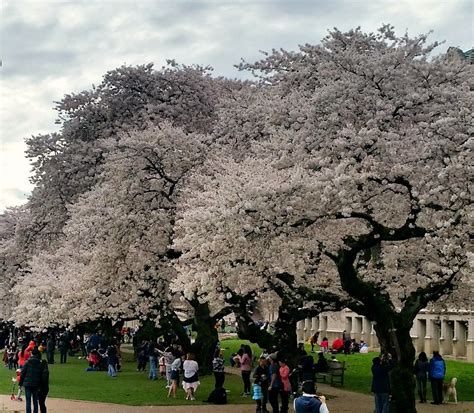 UW Cherry Blossoms - Everything You Need To Know for a Great Visit! - Thrifty NW Mom