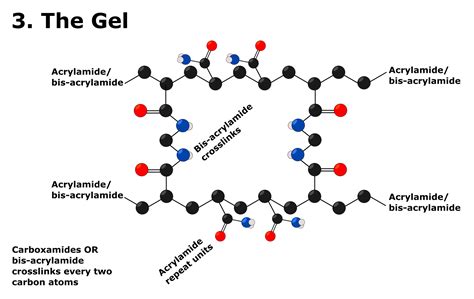 Polyacrylamide Gel Recipe | Bryont Blog