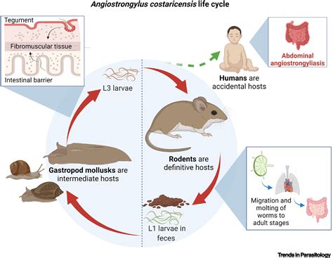 Angiostrongylus costaricensis: Trends in Parasitology