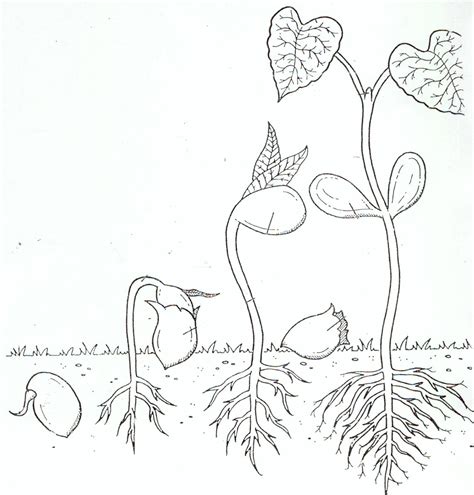 Seed Germination Coloring Pages Coloring Pages