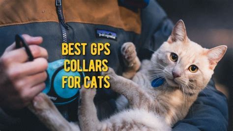 ᐉ Best Cat GPS Tracker: TOP Rated Cat GPS Collar Devices Review