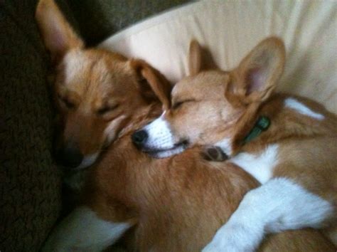 12 Of The Weirdest But Truly Wonderful Corgi Sleeping Positions - SonderLives