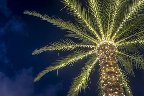 5 Reasons to Visit Siesta Key this Winter | Local Activities | Crescent Royale Condominiums