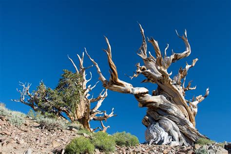 Ancient Bristlecone Pine Forest - Bonsai Tonight