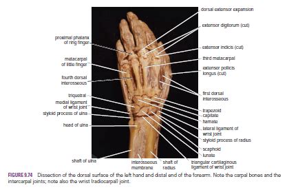 Human Medecine: Wrist Joint (Radiocarpal Joint)-Movements-Important ...