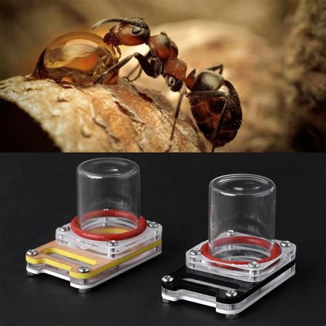 Ant Water Feeder Acrylic Ant Farm Feeding Drinking Bowl For Ant Nest Insect on Aliexpress.com ...