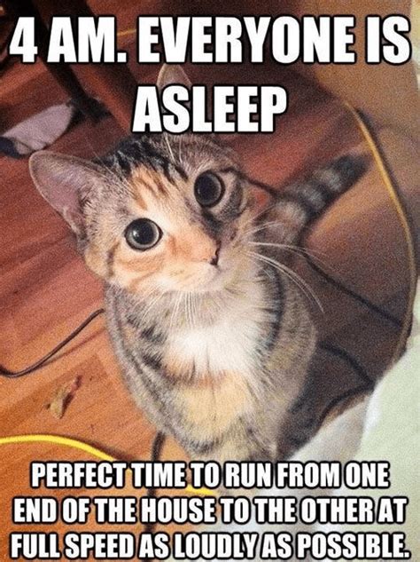 29 Best Cat Memes | Cats Are On Top