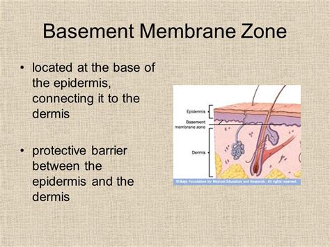 21 Luxury Glomerular Basement Membrane Structure - basement tips