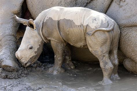 San Diego Zoo welcomes male baby rhino, celebrates breeding initiative - ABC News