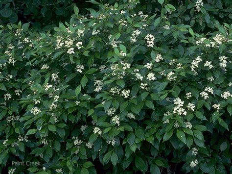 Gray Dogwood