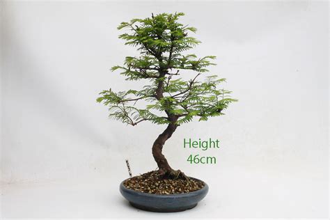 Dawn Redwood Bonsai Tree Number 534 - ALL THINGS BONSAI