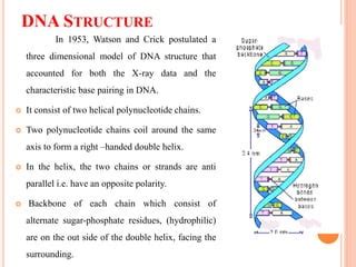 DNA strcture and function | PPT