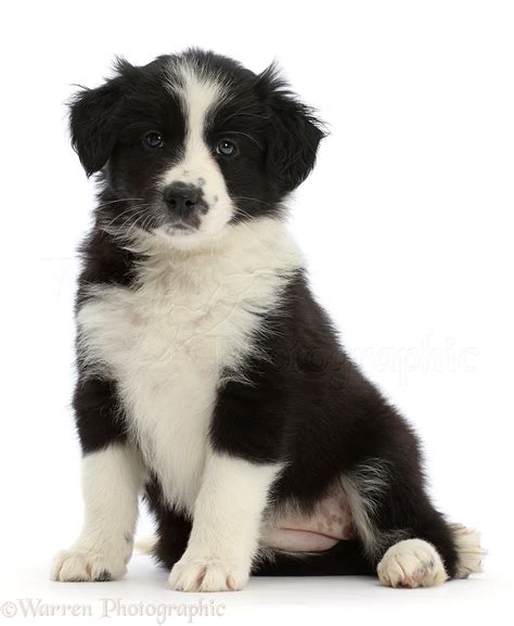 Dog: Black-and-white Border Collie puppy, sitting photo WP46504