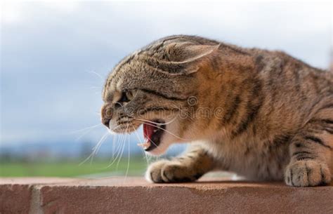 Angry Cat Open Mouth Stock Images - Download 762 Royalty Free Photos