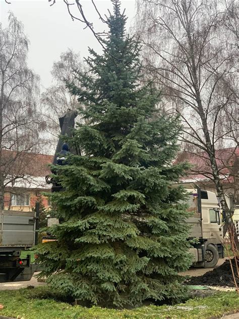 Invincible Christmas trees: how Ukrainian cities prepare for holidays ...