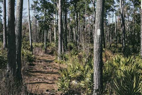 Wekiwa Springs State Park Hiking Review - Clear Landing