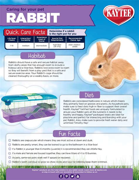 Caring for your Pet Rabbit: Pet Rabbit Care Guide | Kaytee