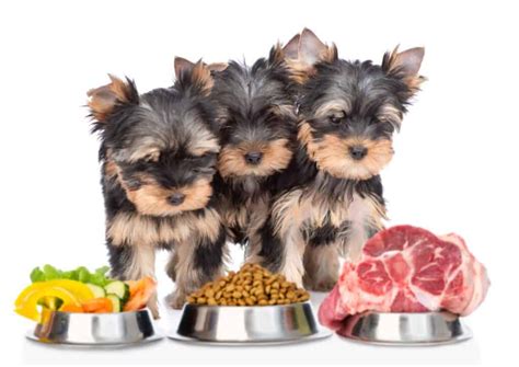 Yorkie Homemade Dog Food Ideas [+Recipes] - Oodle Life