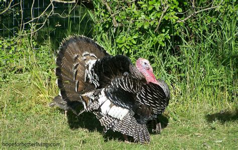 Learn about the heritage turkeys with its strong survival instincts and ...