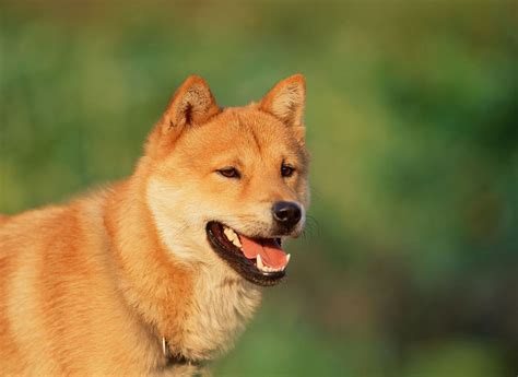 Korean Jindo Dog: Breed Information, Puppies & Breeders - Dogs Australia