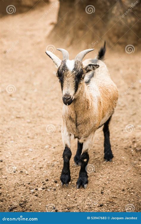 Pygmy Goat on farm stock image. Image of crop, farm, breed - 53947683