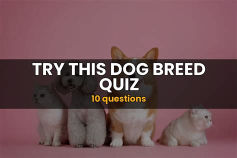 Dog Breed Quiz | Animal Trivia