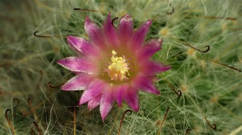 Cactus flower blooming time lapse. 16839526 Stock Video at Vecteezy