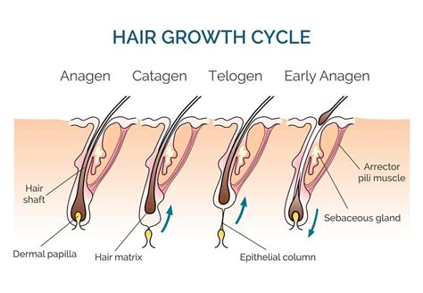 Hair Growth and the Hair Growth Cycle in Toronto, ON