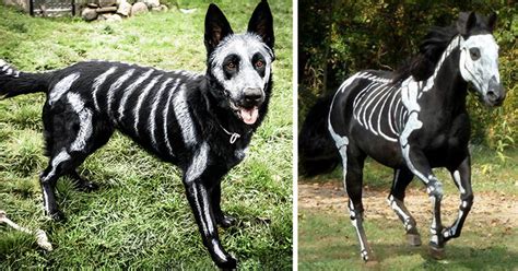 Pet Owners Use Non-Toxic Face Paint To Turn Their Animals Into Creepy Skeletons For Halloween ...