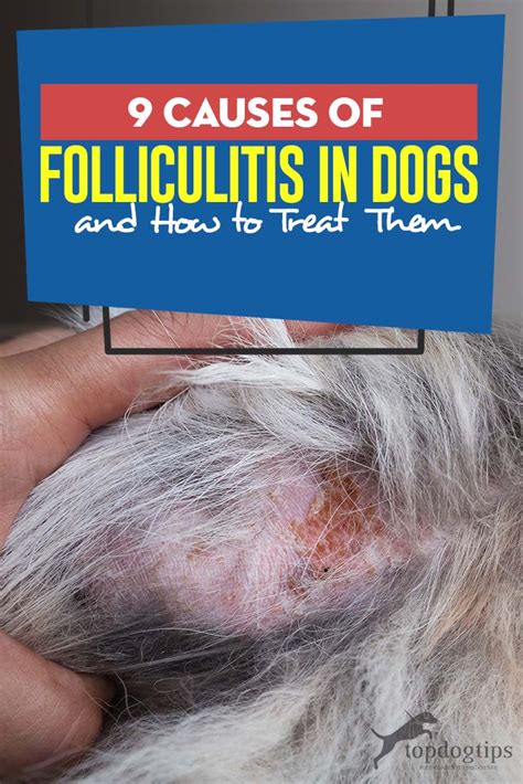 9 Causes of Folliculitis in Dogs and How to Treat Them – Top Dog Tips