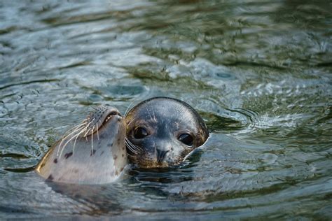 Harbour Seal | There were the older ones, swimming around mo… | Flickr