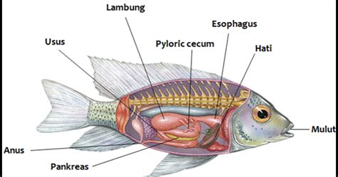 Sistem Pencernaan Ikan Mas - Homecare24